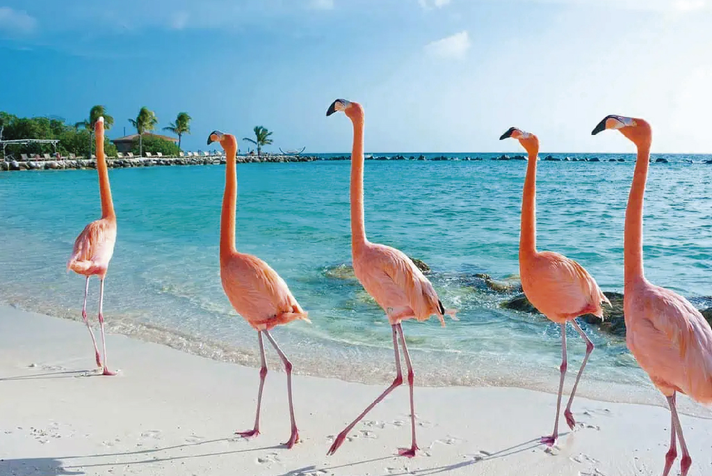 Aruba: la mejor opción para vivir y disfrutar tus vacaciones soñadas