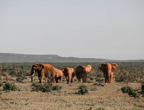 ¿Ya visitaste los 350 parques nacionales dentro de África? Conoce un poco más de este destino exótico